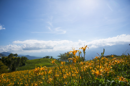 Lily hill with beautiful cloudscape backgroundの写真素材