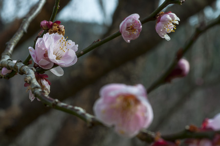 Pink plum closeupの写真素材