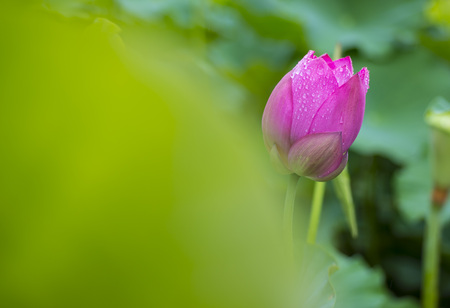 Pink lotus flowers with a sunset in the sunの写真素材