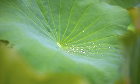 Lotus green leaf and Drop closeupの写真素材