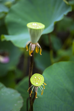 Lotus leaf and seed in the natureの写真素材