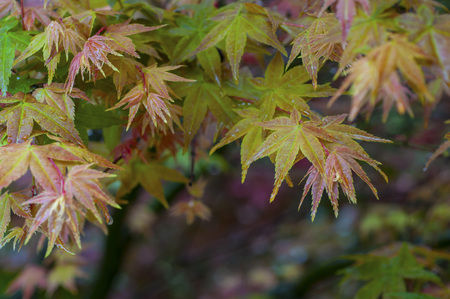 Red maple leaf in rain day