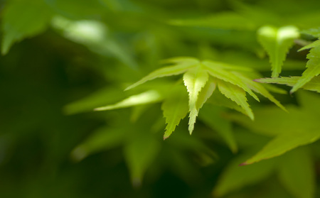 Green maple leaf under the sun