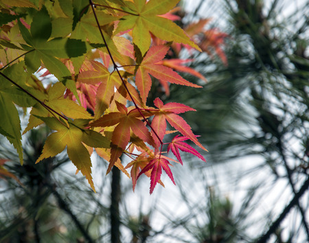 Red maple leaf under the sun
