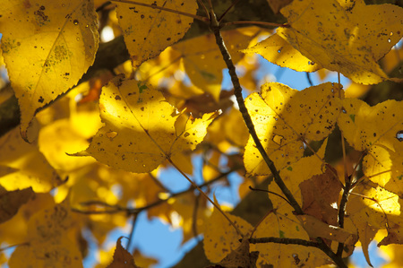 Yellow maple leaf on a background of blue sky
