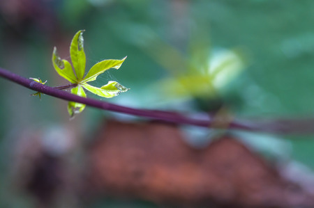 Green leaves closeupの写真素材