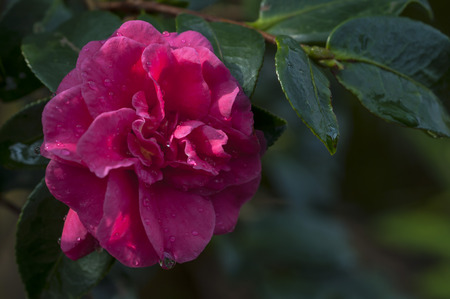 Red rose and green leafの写真素材