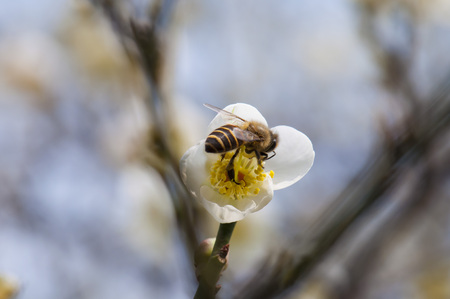 Spring background with plum flowers