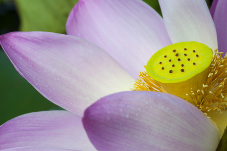 Pink lotus flowers closeupの写真素材