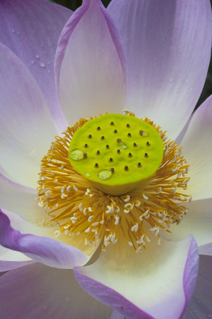 Pink lotus flowers closeupの写真素材