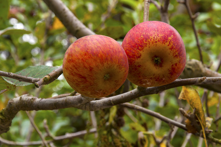 Delicious apples hanging from a tree branch in an apple orchardの写真素材