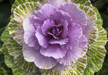 Purple cabbage flower