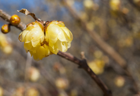 Yellow plum flowers closeupの写真素材