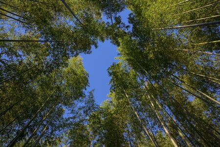 Tall bamboo forest covers the skyの写真素材