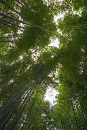 Tall bamboo forest covers the skyの写真素材