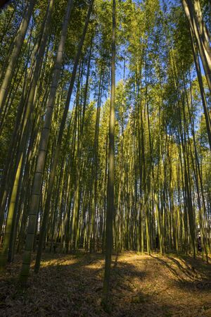 Tall bamboo forest covers the skyの写真素材