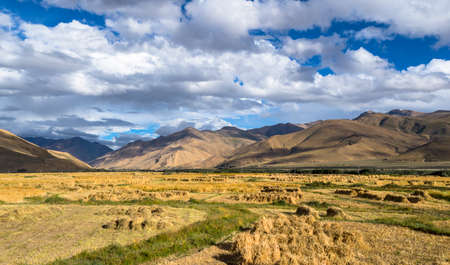 Autumn grassland under blue sky and white clouds in Tibetの写真素材