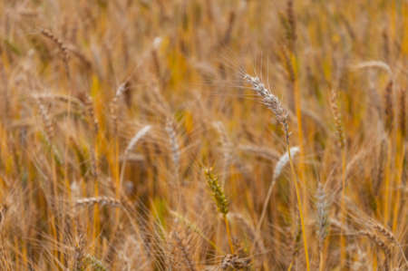 Golden wheat field
