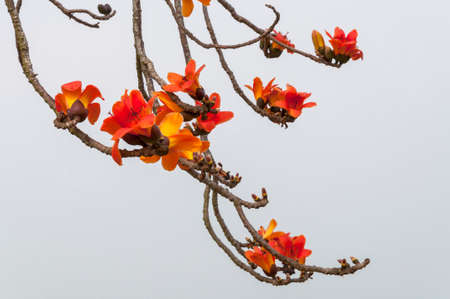 Close-up of blooming orange-red kapokの写真素材