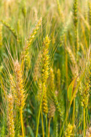 Golden wheat field in the sunの写真素材