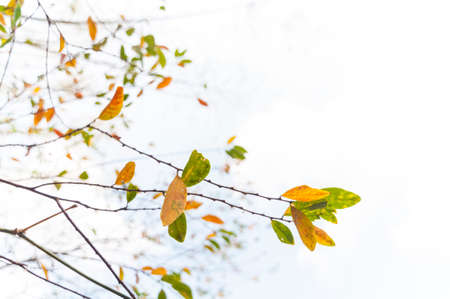 Close-up of leaves under blue sky and white cloudsの写真素材