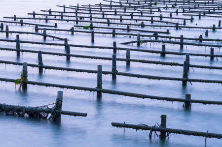 Serene and beautiful sunsets oyster fieldsの写真素材