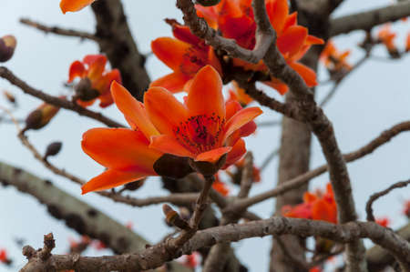 Close-up of blooming orange-red kapokの写真素材
