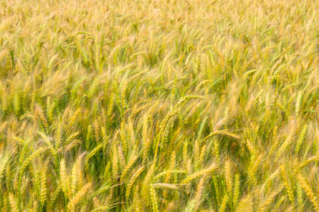 In the wind under the sun in a golden wheat fieldの写真素材