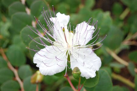 flower of capperの写真素材