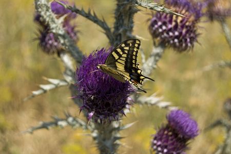 Madame Butterflyの写真素材