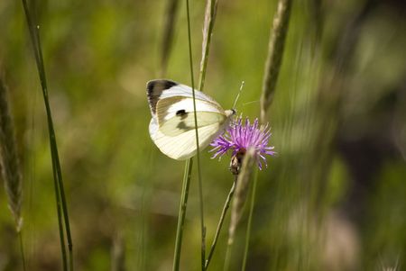 Butterflyの写真素材