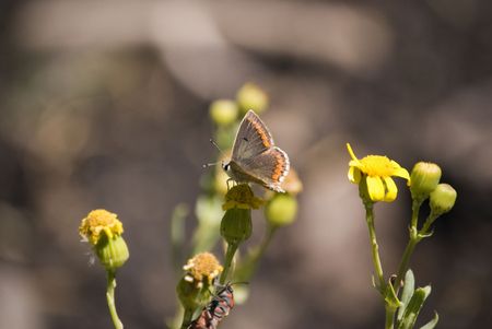 Butterflyの写真素材