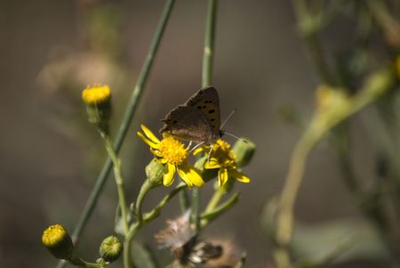 Butterflyの写真素材