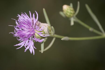 Thisle Flowerの写真素材