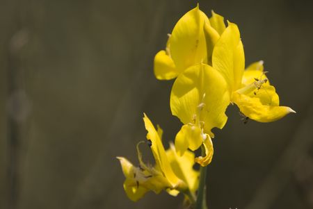 Broom Flowerの写真素材