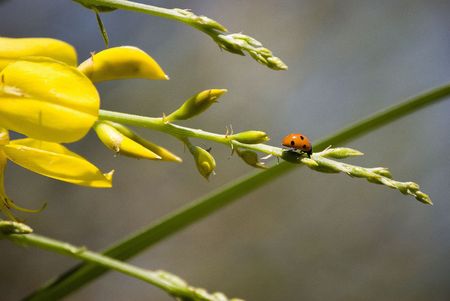 ladybird and broomの写真素材