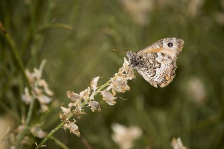 Bufferfly and broom's seedsの写真素材