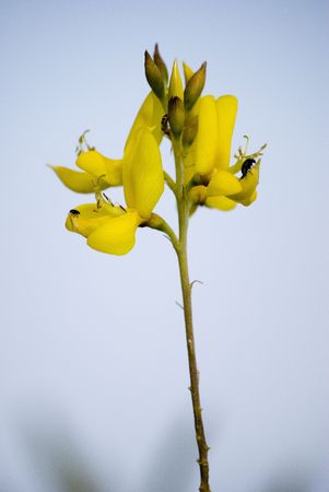 Broom Flowerの写真素材