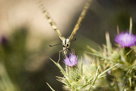 Madame butterflyの写真素材