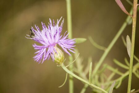 the image shows a small thistle flowerの写真素材