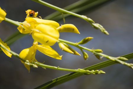 the image shows a ladybird on group of broom flowersの写真素材