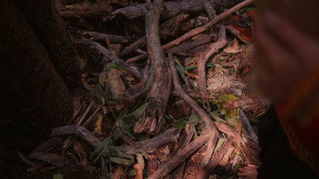 Trunk and roots of a tree in the forest. Selective focus