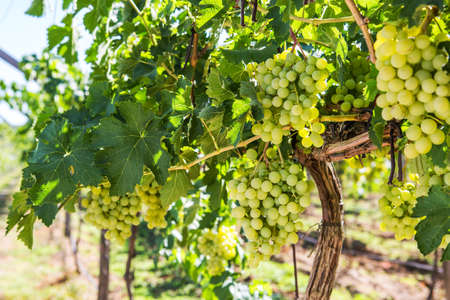 Wonderful view of vineyard row with bunches of ripe white wine grapes.