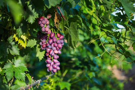 Red grapes with leaves in the vineyard in an established wineryの写真素材
