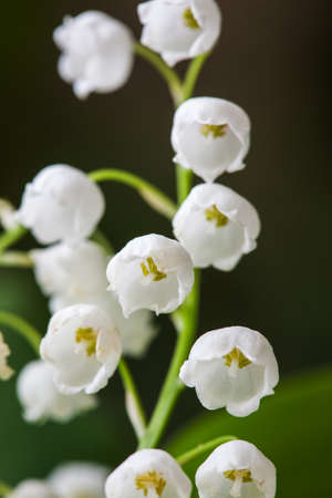 Blooming Lily of the valley in spring garden with shallow focus.の写真素材