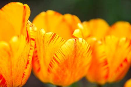 Beautiful flowers red yellow tulips. Close upの写真素材