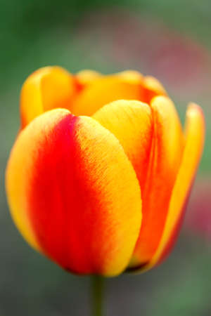 Beautiful flowers red yellow tulip. Close upの写真素材