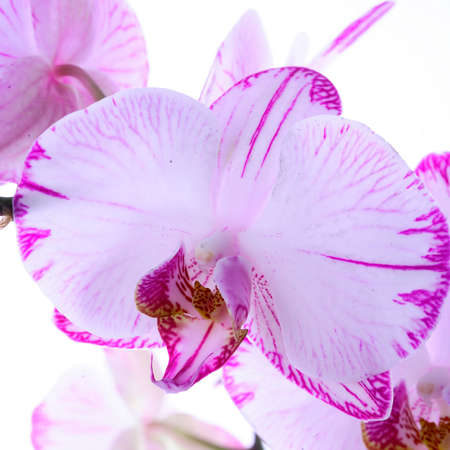 White and pink orchids on a branch. White background.の写真素材