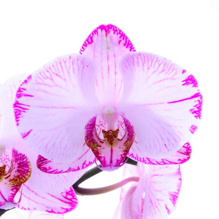 White and pink orchids on a branch. White background.の写真素材
