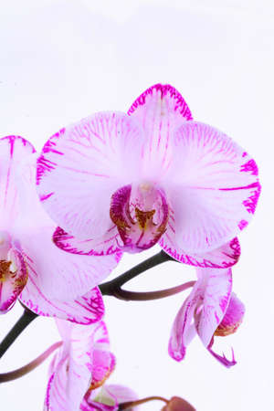 White and pink orchids on a branch. White background.の写真素材